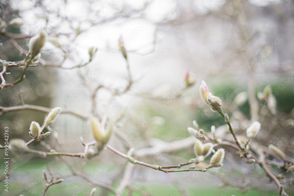early spring buds, pink magnolia in pastel colors, new life