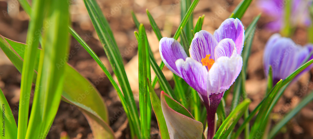 Easter card. Purple crocuses and sunlight. Easter card. Purple crocuses and sunlight.