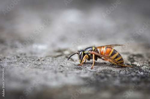 Wasp on stone © Jof