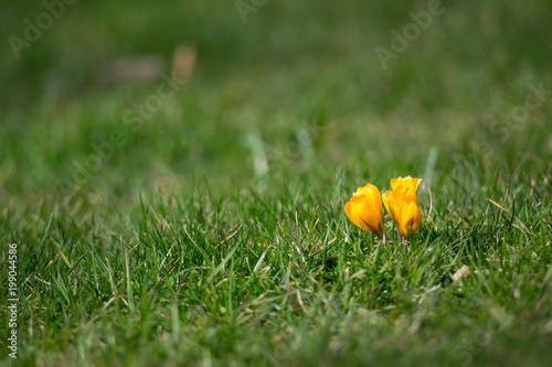 Wallpaper Mural Spring Flowers Torontodigital.ca