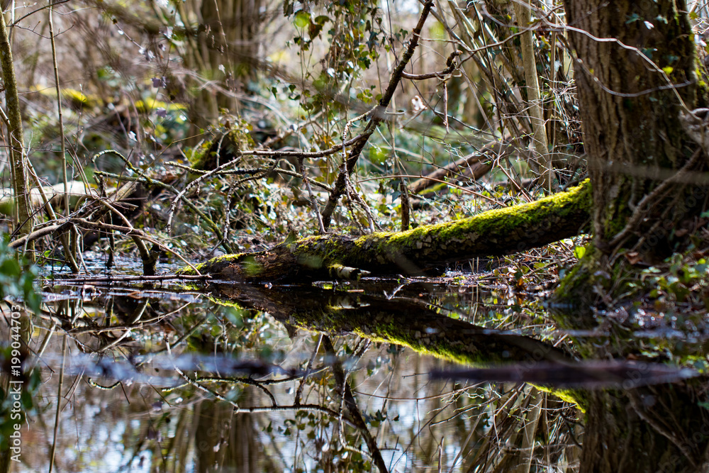 Forest-Reflection Forest-Reflection