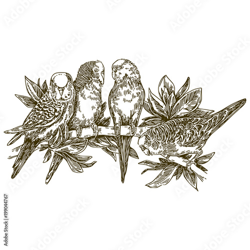 Group wavy parrots sitting on branch with leaves. Engraving style. Vector illustration.