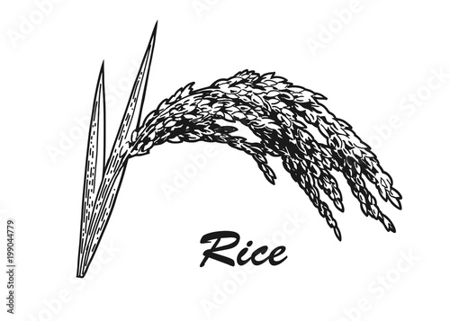 rice plant sketch