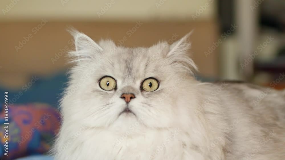 big fluffy cat portrait close up big fluffy cat portrait close up