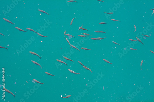 A flock of small blue fishes in the form of group swim in blue water. Top view. used for summer background, banners, posters and web page.