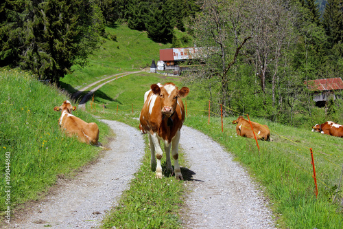Swiss Cow 3