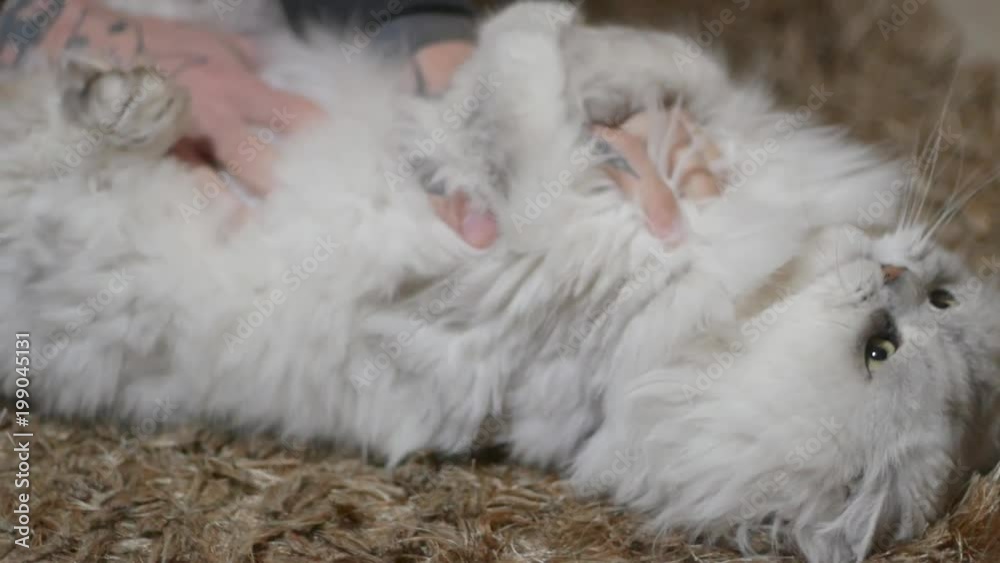 big fluffy cat portrait close up big fluffy cat portrait close up