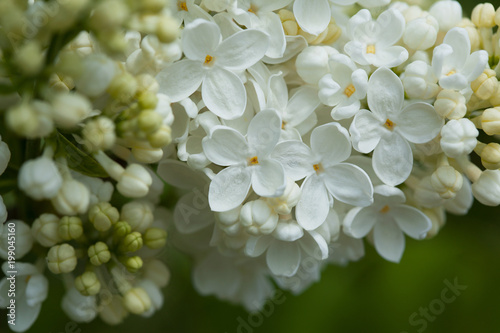 Flowers of white lilac close-up  blur  background.