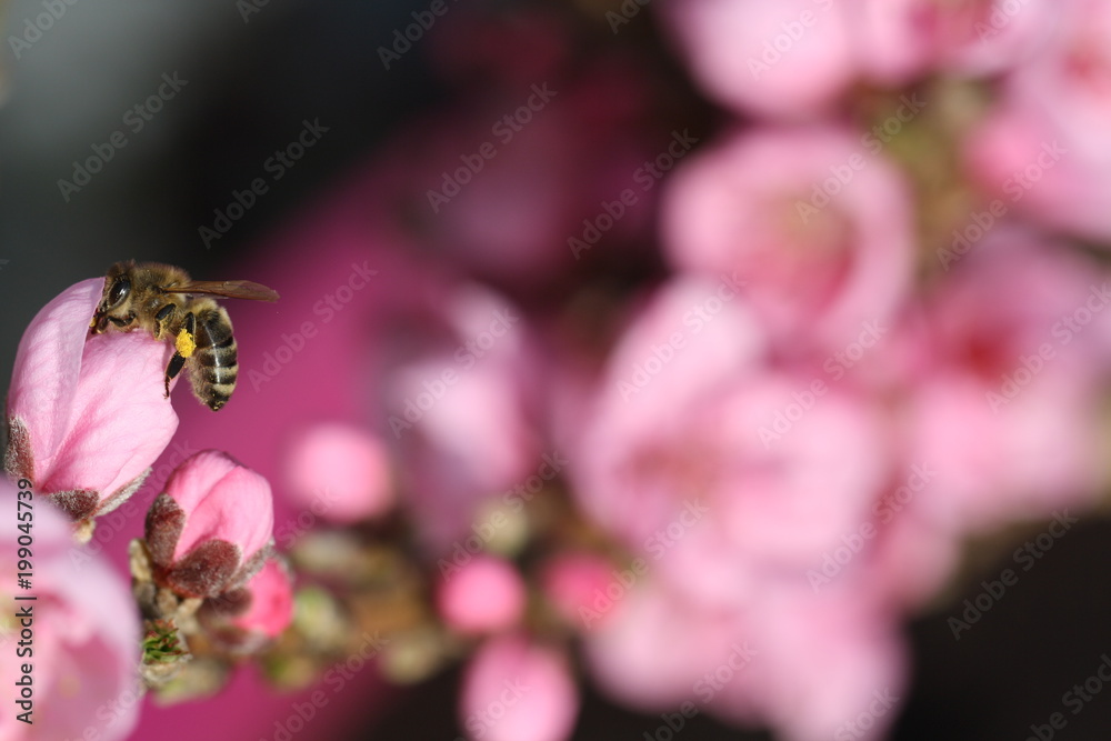 close up of pink blossom from a fruit tree with nectar collecting bee on the left side and blossom bukeh on background close up of pink blossom from a fruit tree with nectar collecting bee on the left side and blossom bukeh on background