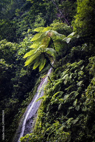 Waterfall Coming Down the Mountainside with Ferns and Lush Trees in the Chocoyero-El Brujo Nature Reserve in Nicaragua photo