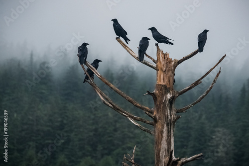 Murder of Ravens