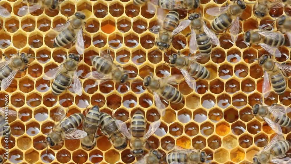 Honey combs with nectar, pollen, honey and bees. Honey combs with nectar, pollen, honey and bees.