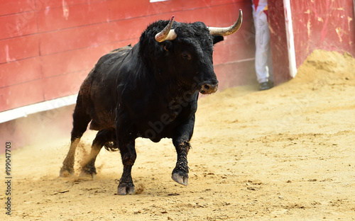 black bull in spain