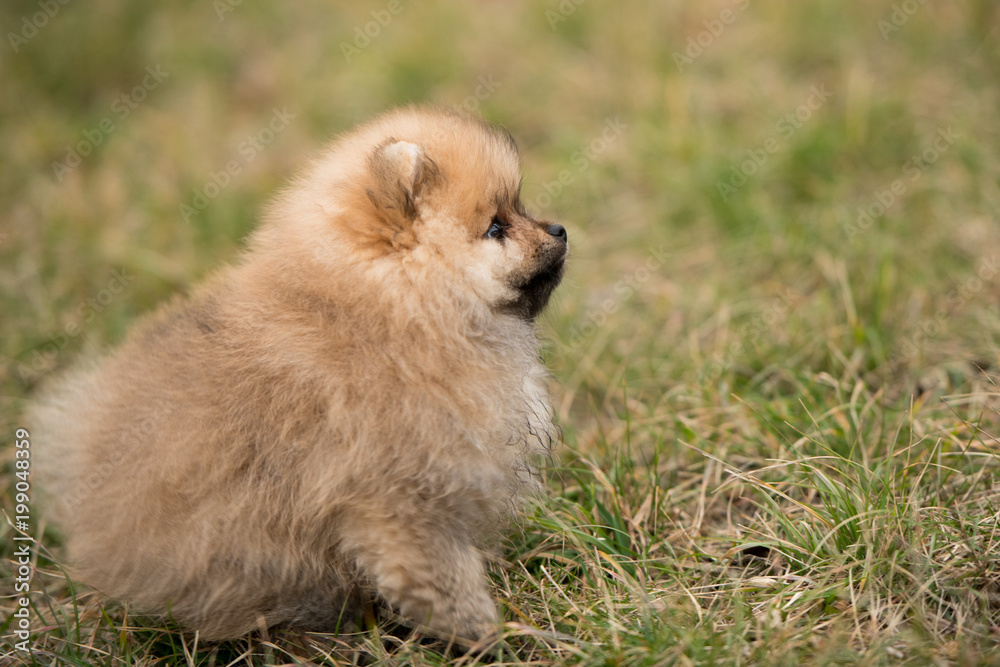 cute Little young pomeranian cob playing on grass outdoor cute Little young pomeranian cob playing on grass outdoor
