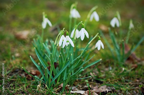 Early spring / winter white snowdrop flowers, green stalks, blurry background, green grass, dry leaves, closeup image