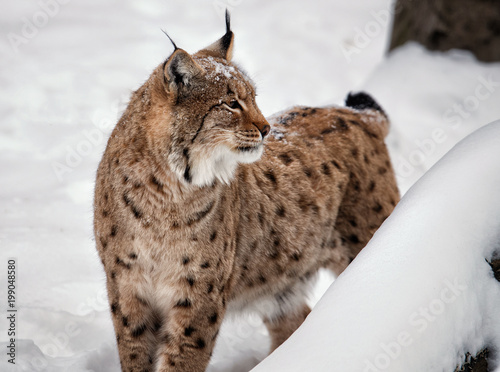 Photography Lookig around Lynx on snow the white background