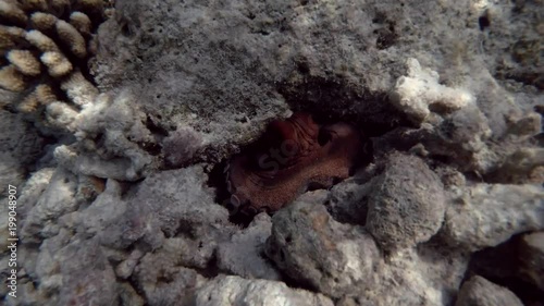 Big Blue Octopus in cave
 photo