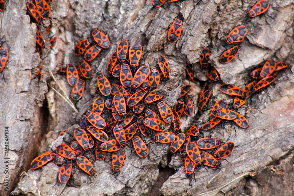 The rump (Pyrrhocoris apterus, the earlier name of the wingless rudder - apterus means The rump (Pyrrhocoris apterus, the earlier name of the wingless rudder - apterus means