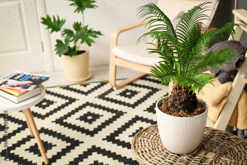 Tropical plant with green leaves in stylish room interior
