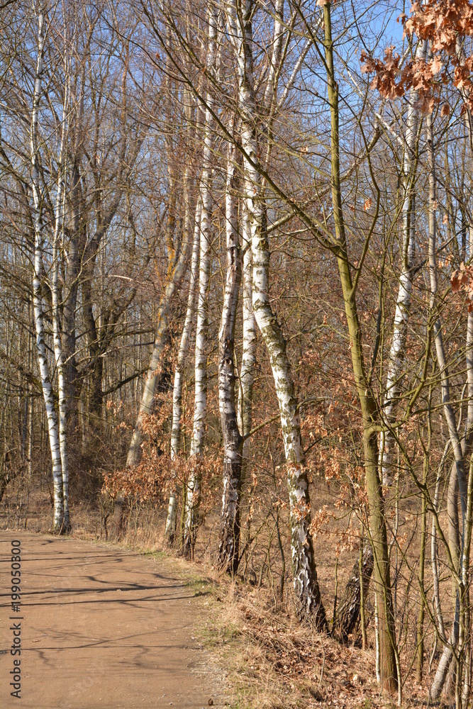 Fototapeta premium Trees