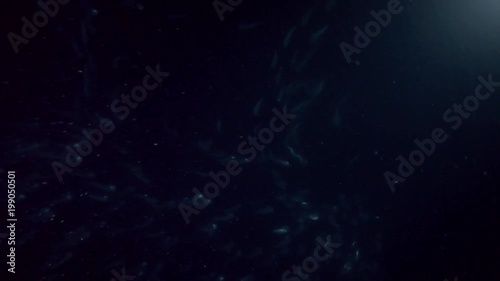 School of Mackerel feeds plankton in the night
 photo