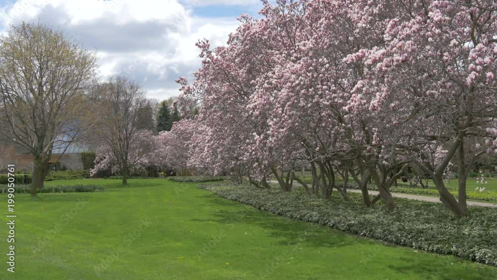 Magnolia trees in a park Magnolia trees in a park