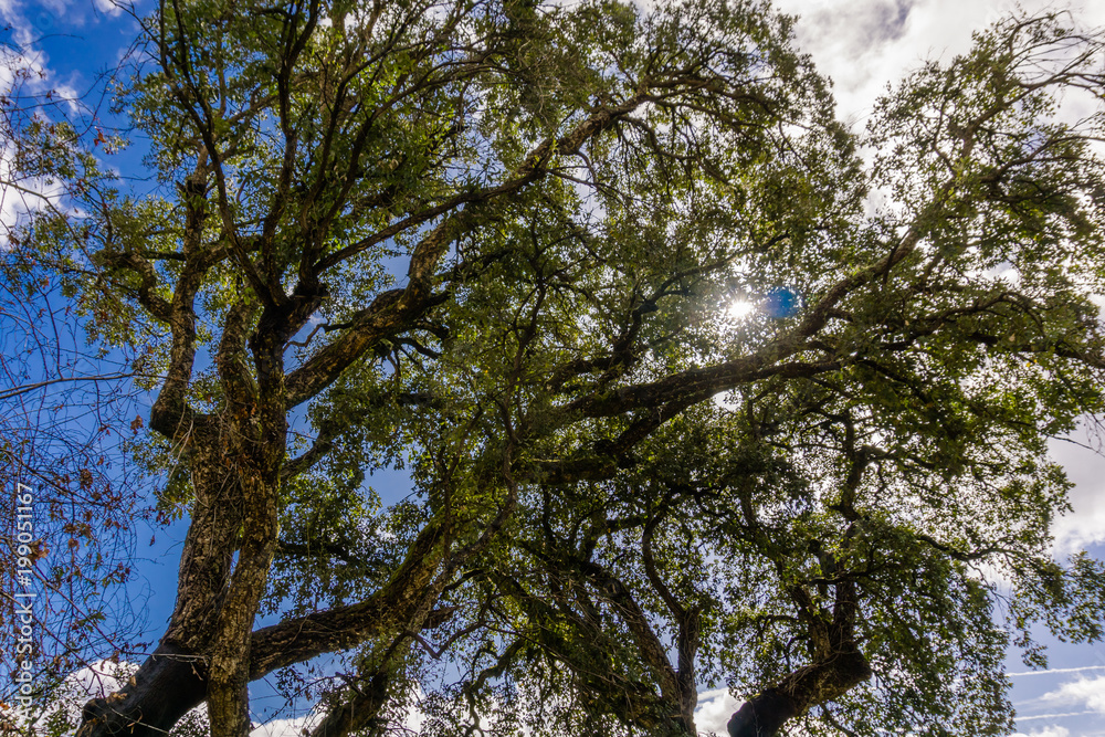 Obraz premium Tree branches against a cloudy sky