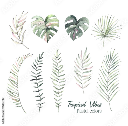 Hand drawn watercolor illustrations - Palm leaves (monstera, areca, fan, banana). Tropical design elements. Perfect for prints, posters, invitations, greeting cards etc