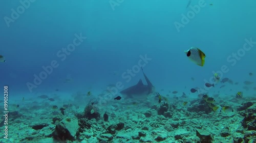 Tiger Shark - Galeocerdo cuvier swim over reef 
 photo