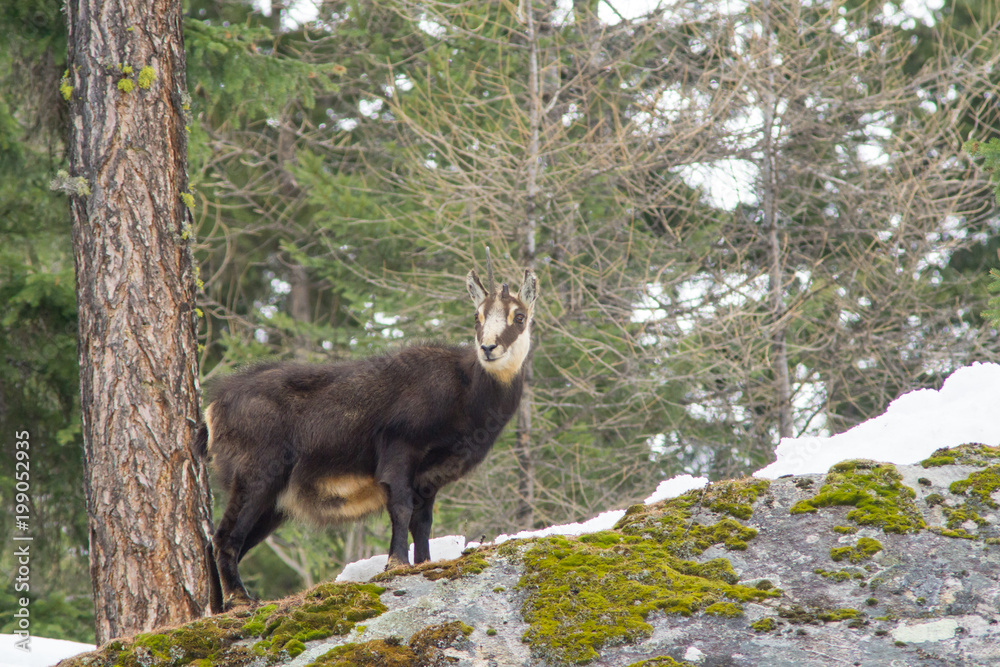 chamois hounds grass in the snow. Chamois walks in the snow chamois hounds grass in the snow. Chamois walks in the snow