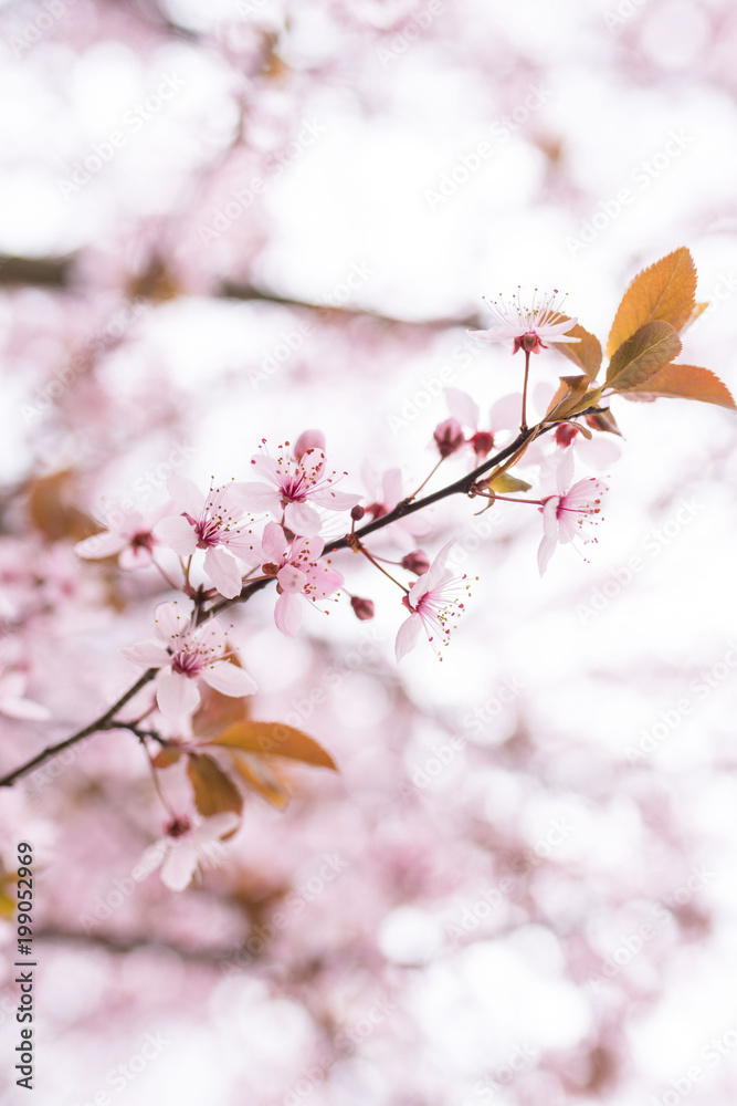 Piccoli fiori rosa di pruno sul ramo