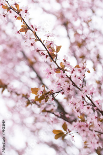 Rami ricoperti di piccoli fiori rosa