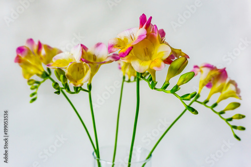 Freеsia, gentle, beautiful and fragrant spring color in pastel colors on white backgraund. Perfection of nature.