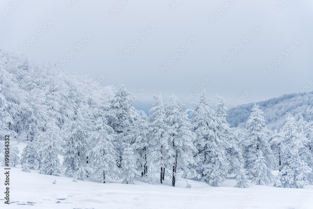 Obraz premium Winter landscape of the mountain.