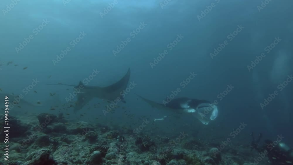 School of Reef Manta Rays swim over coral reef, Indian Ocean, Maldives
School of Reef Manta Rays swim over coral reef, Indian Ocean, Maldives