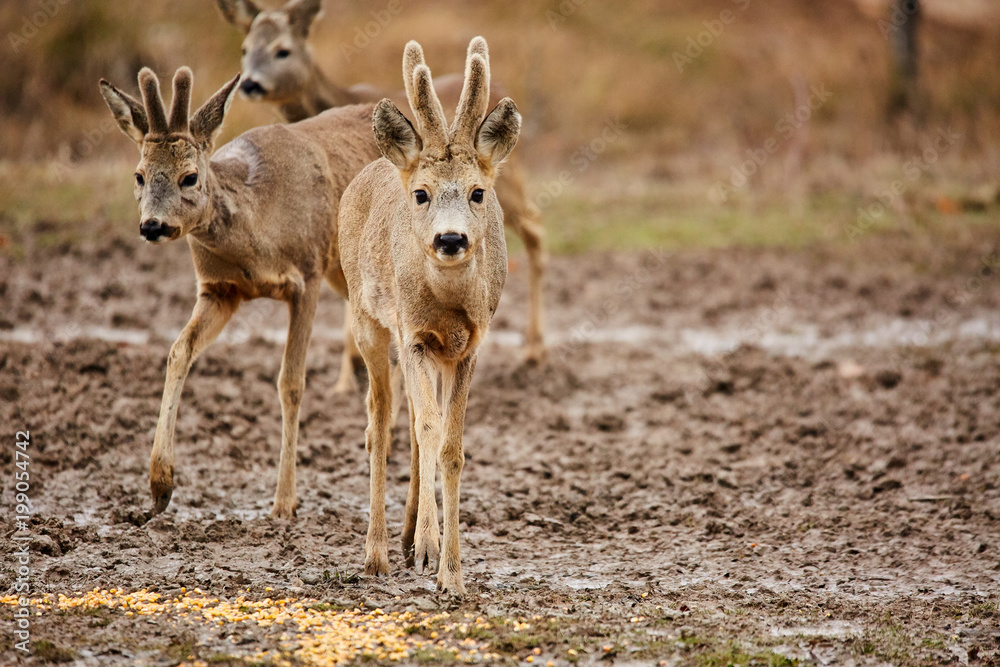 Roe deer family