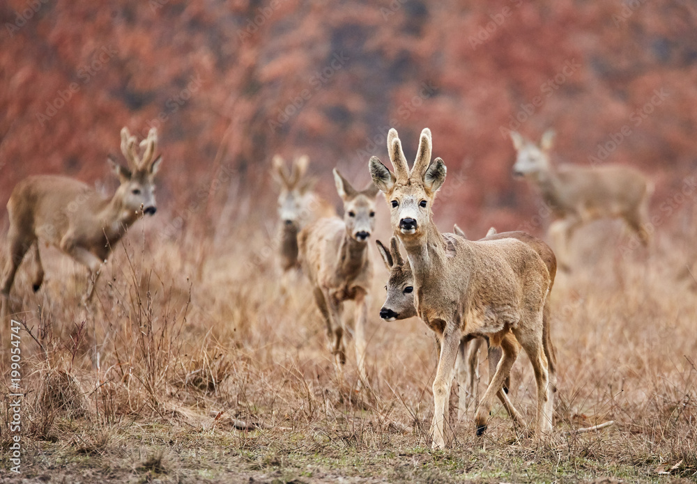 Roe deer family