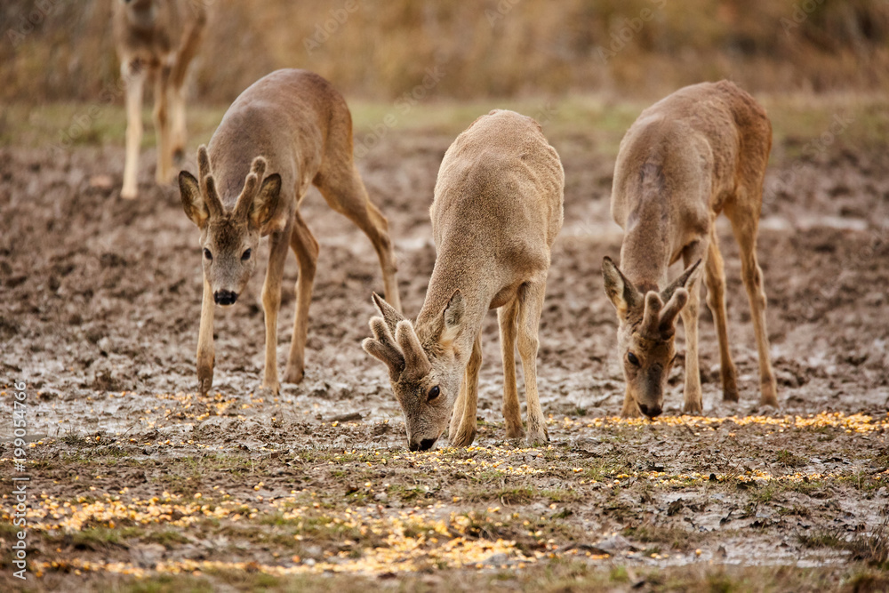 Roe deer family