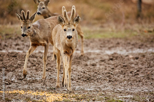 Roe deer family