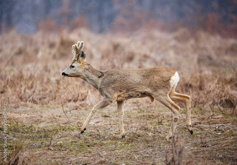 Fototapeta premium Rodzina sarny