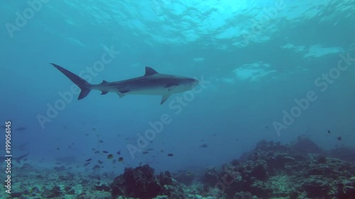 Wallpaper Mural Tiger Shark swim over reef in the blue water, Fuvahmulah island, Indian Ocean, Maldives  Torontodigital.ca