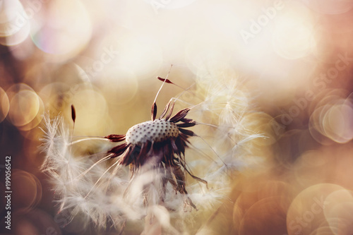 Fototapeta Naklejka Na Ścianę i Meble -  Autumn flower of a dandelion.