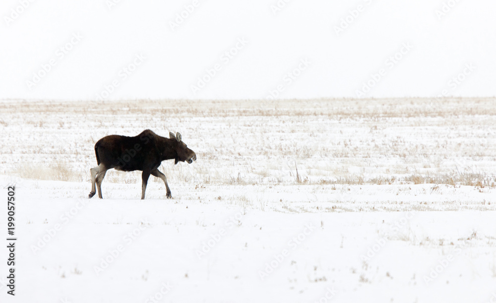 Fototapeta premium Prairie Moose Canada
