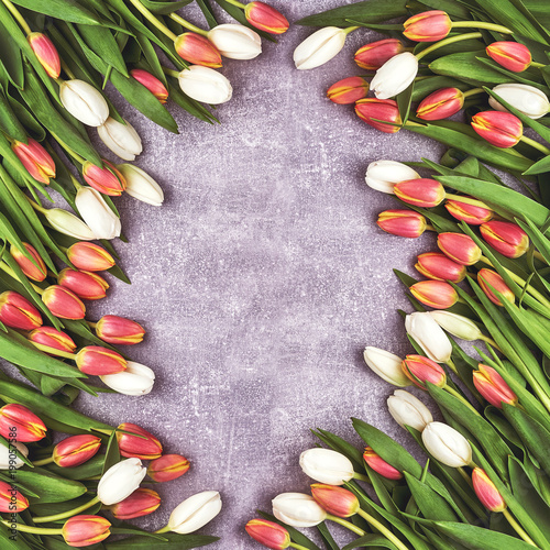 White and red tulips on gray concrete background. Holiday background, copy space. Toned