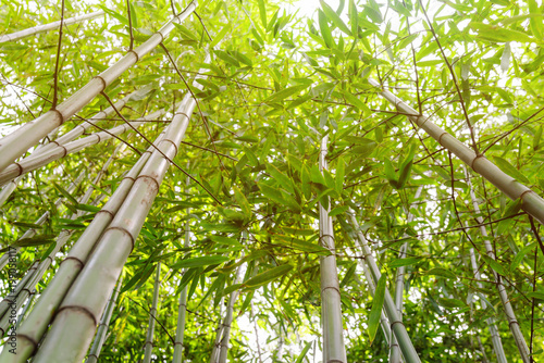 Juicy young bamboo thickets