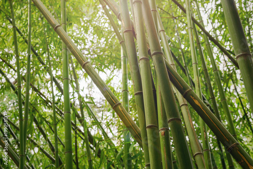 Juicy young bamboo thickets