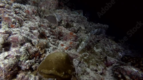 Scrawled Filefish swims in the night near coral reef
 photo