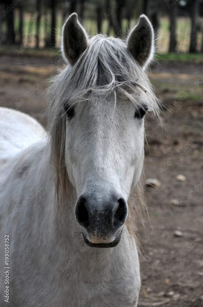 Fototapeta premium taureau et cheval de Camargue