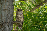 Northern spotted owl on tree branch in green forest