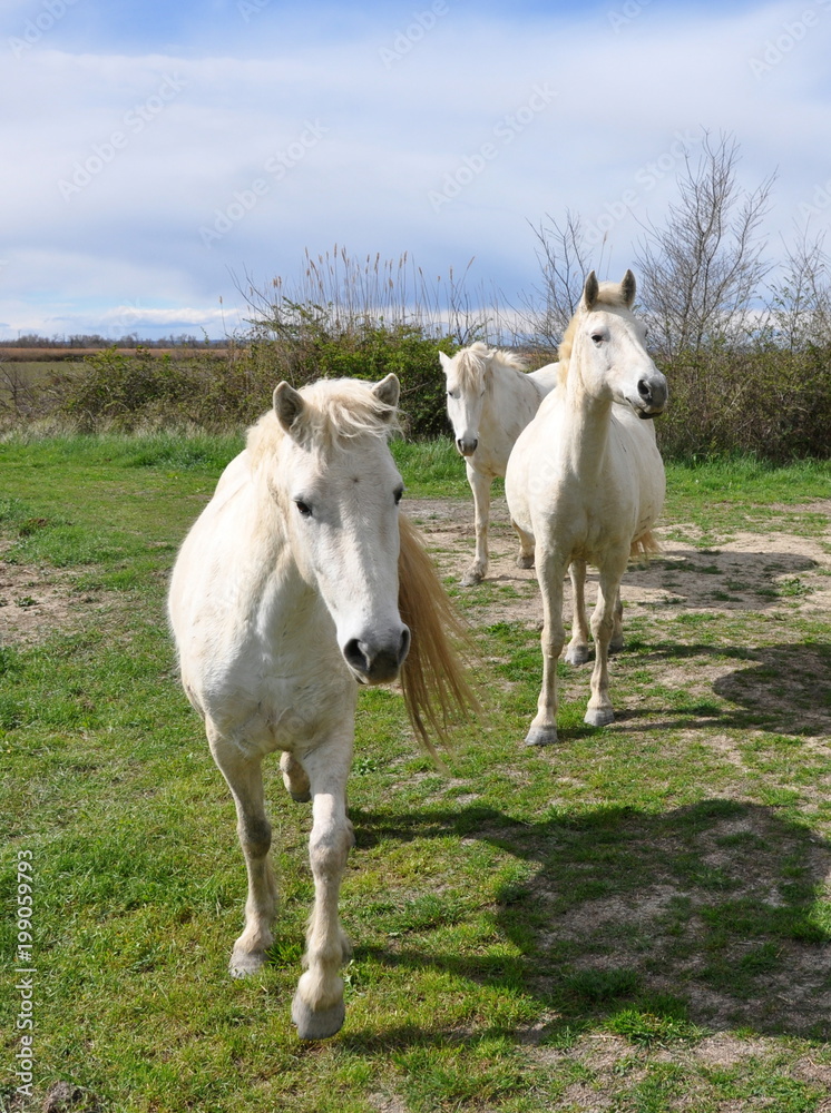 taureau et cheval de Camargue taureau et cheval de Camargue